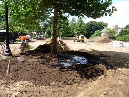 The tree, post-planting. The arborists assessed how deep the root mass was and how it was formed, and dug the planting hole to accommodate, roughly, its form. Once the tree is placed in the hole, the roots are spread out radially by hand, and loam shovelled in around, under, and over them. Watering starts during the digging process, once the tree has been levelled, so that a loam slurry anchors the root plate and tree to its new site. A well is formed to retain moisture and more water is added.