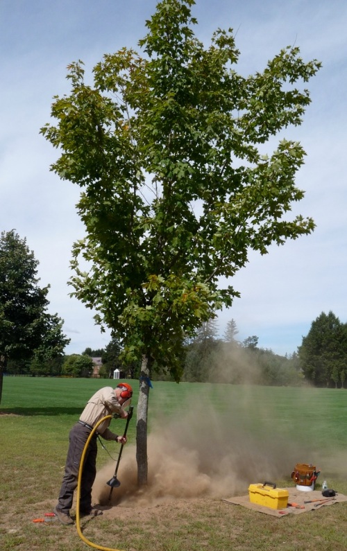 Turf provided the only competition for this tree, but it was showing dieback and early fall color at the MAA workshop.