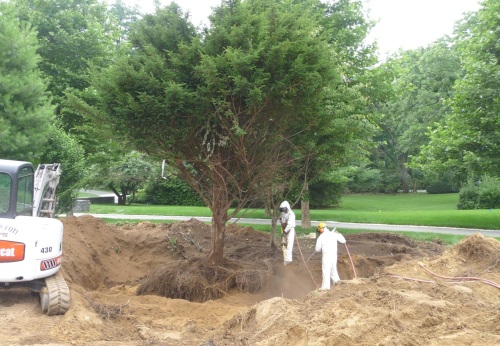 Progress shot. Look at how deep the trench is. The Taxus is nearly ready, and shortly the crew will move on to the Cornus kousa; when both trees have been blown out, they will be separated and moved to new locations.